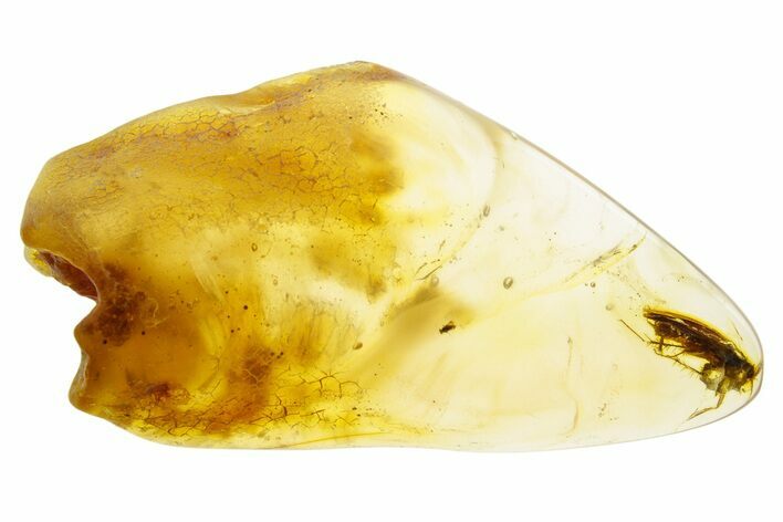 Polished Colombian Copal ( g) - Contains Partial Cockroach! #355397